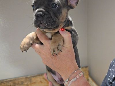 Adorable French Bulldog Puppy - Blue and Tan,