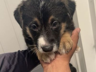 German Shepherd Puppies