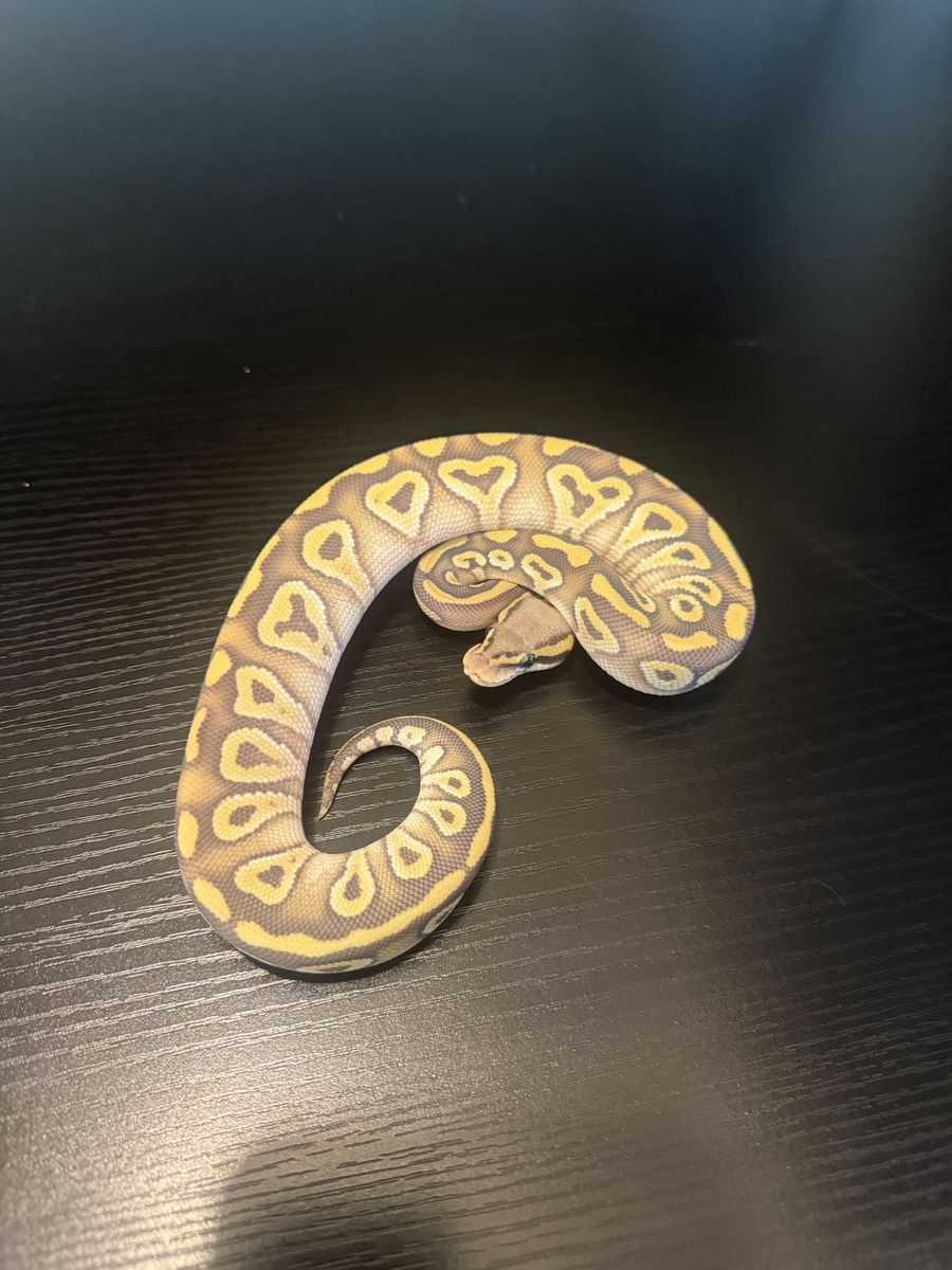 Snake spring sale