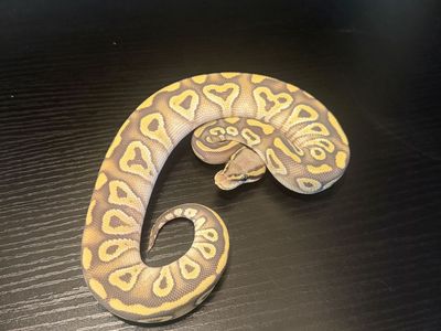 Snake spring sale