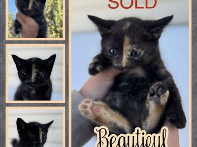 Unique Bengal kittens