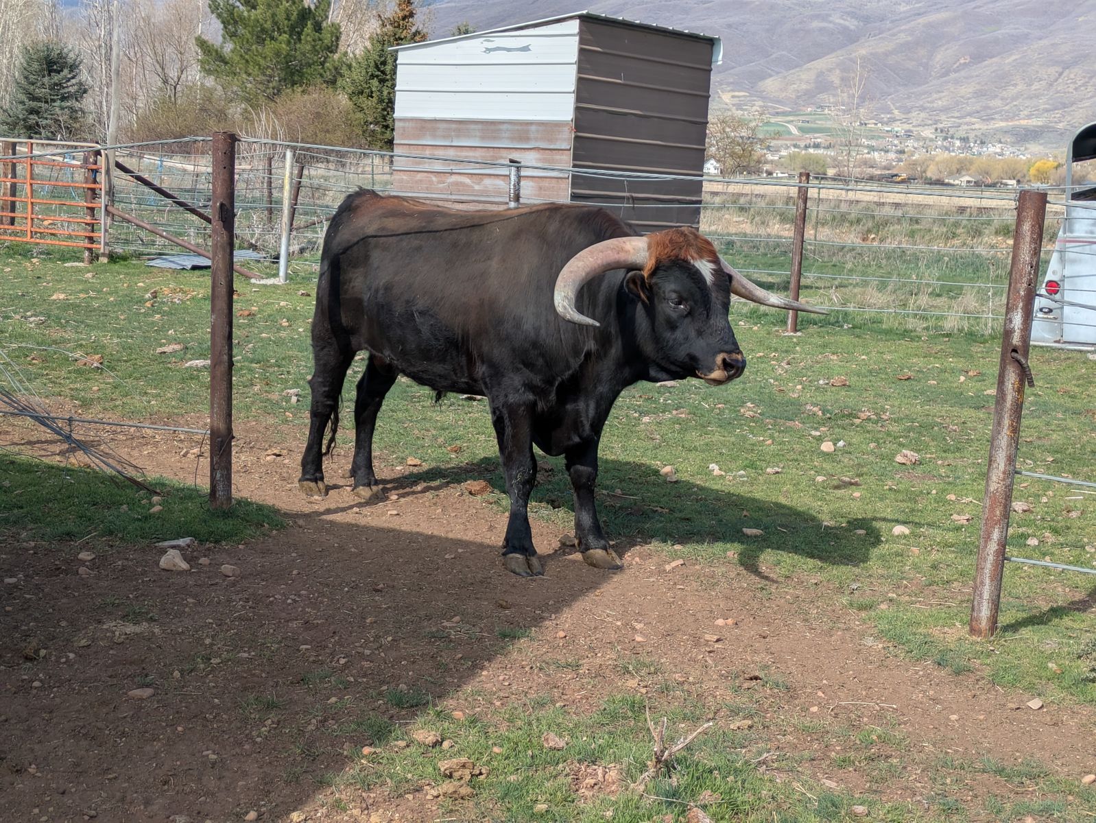 $2300 obo Longhorn Bull