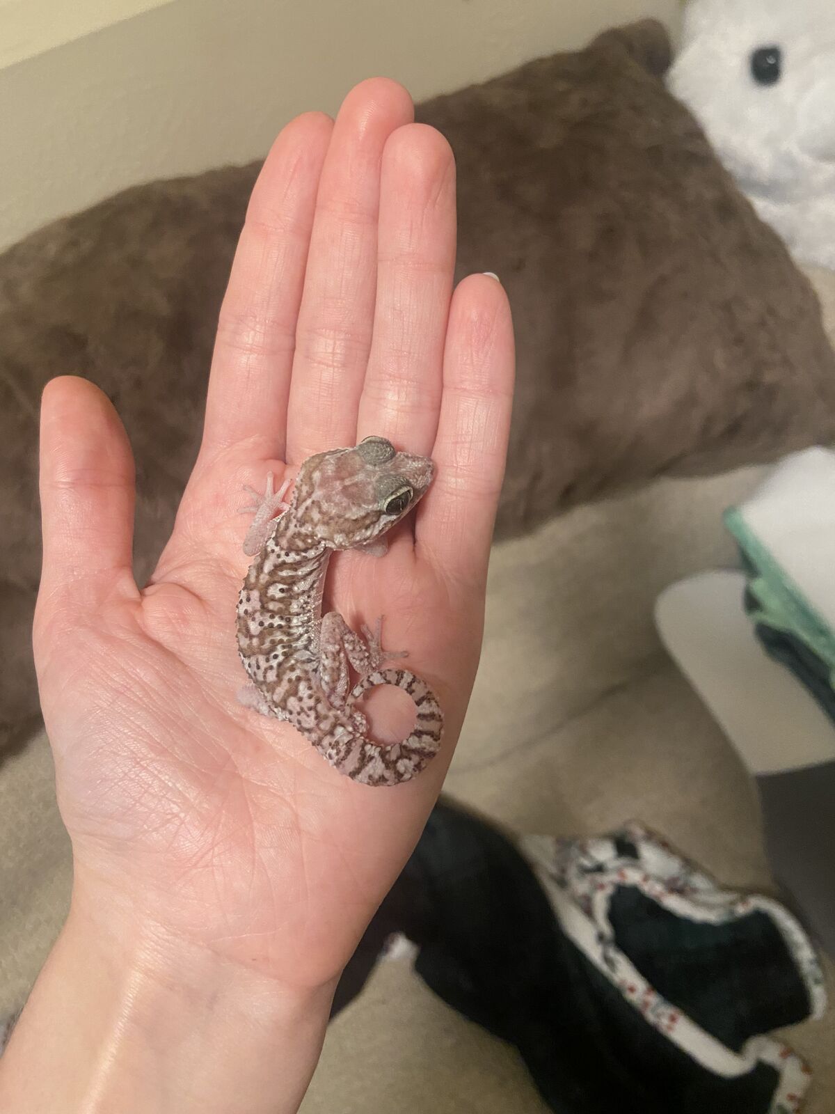 Panther gecko
