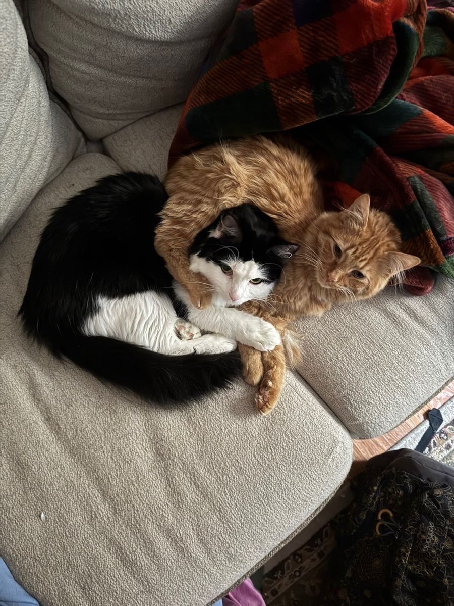 Bowie (Orange, 1yr) & Nemo (B&W, 2yr) - Bonded Pair, Neutered, Vaccinated, Microchipped, Tripod
