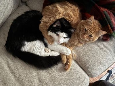 Bowie (Orange, 1yr) & Nemo (B&W, 2yr) - Bonded Pair, Neutered, Vaccinated, Microchipped, Tripod