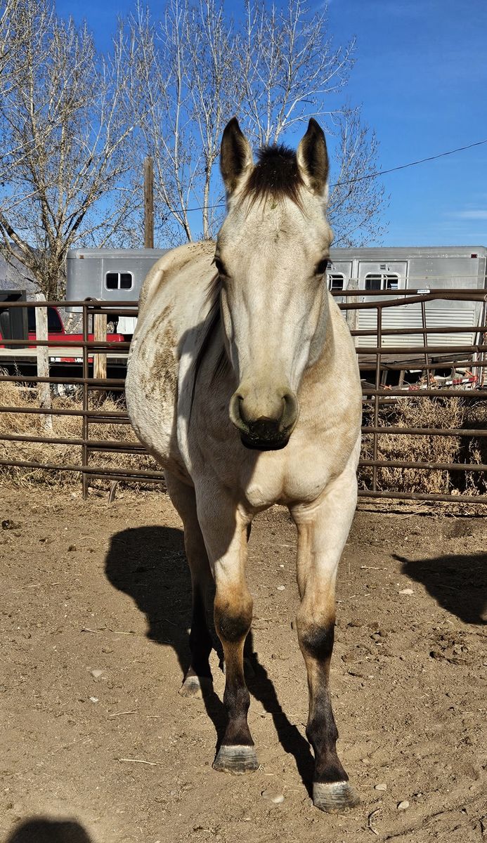 Summer Lighthorse 3 year old AQHA Registered Buttermilk Buckskin Mare : Foundation Hancock