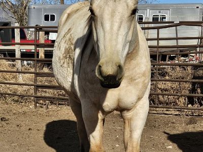 Summer Lighthorse 3 year old AQHA Registered Buttermilk Buckskin Mare : Foundation Hancock