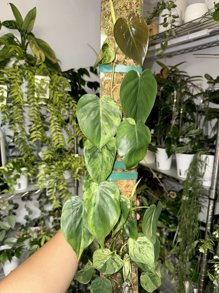 Philodendron hederaceum variegated on Moss Pole - Plant