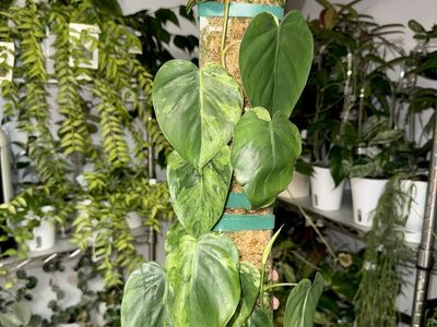 Philodendron hederaceum variegated on Moss Pole - Plant