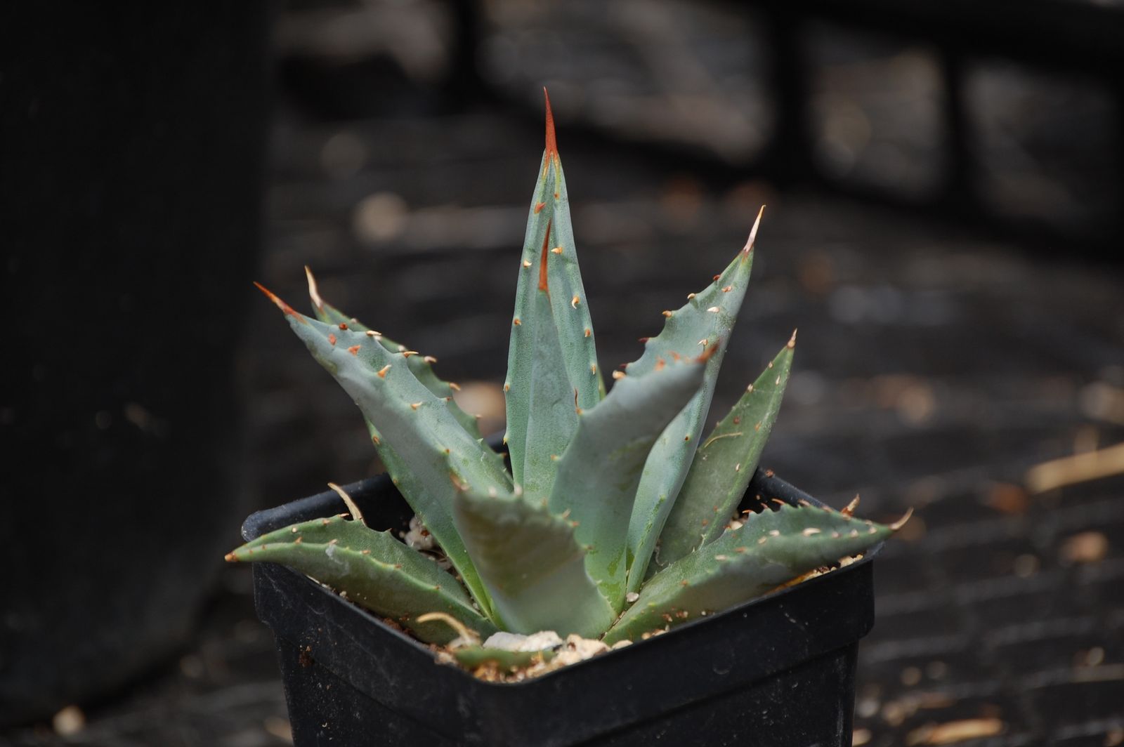 Cold Hardy Yucca, Agave, and Cactus