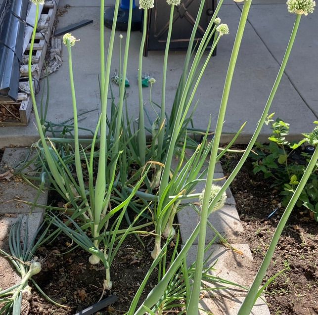 Onions (Second Year) Bolted — Tons Of Seeds!