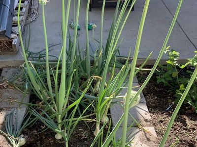 Onions (Second Year) Bolted — Tons Of Seeds!