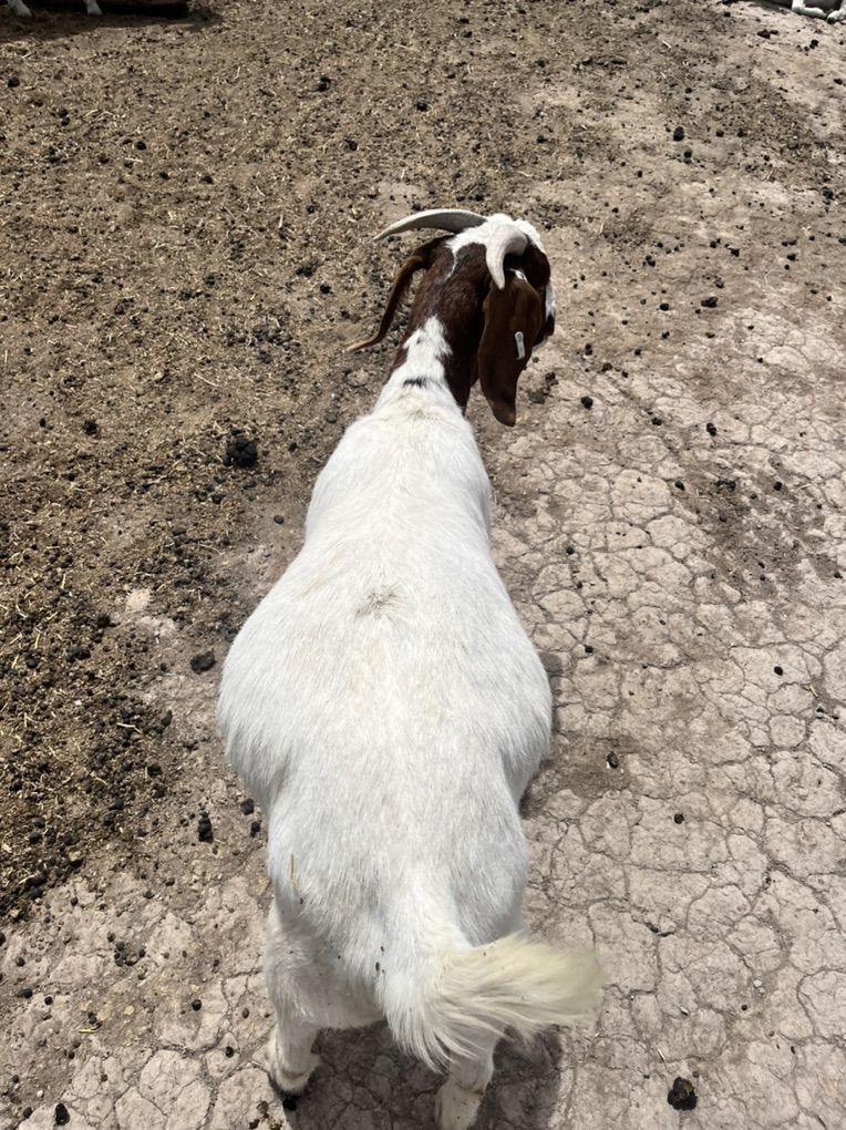 Goat Wethers