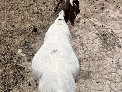 Goat Wethers