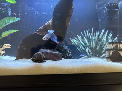 Freshwater Snail