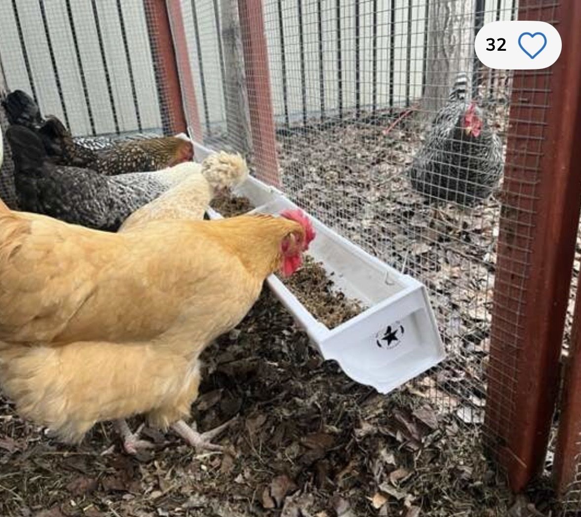Revolutionary Chicken Feeder - Anti-Spill Trough for Fermented Feed & Grain