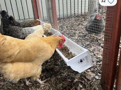 Revolutionary Chicken Feeder - Anti-Spill Trough for Fermented Feed & Grain