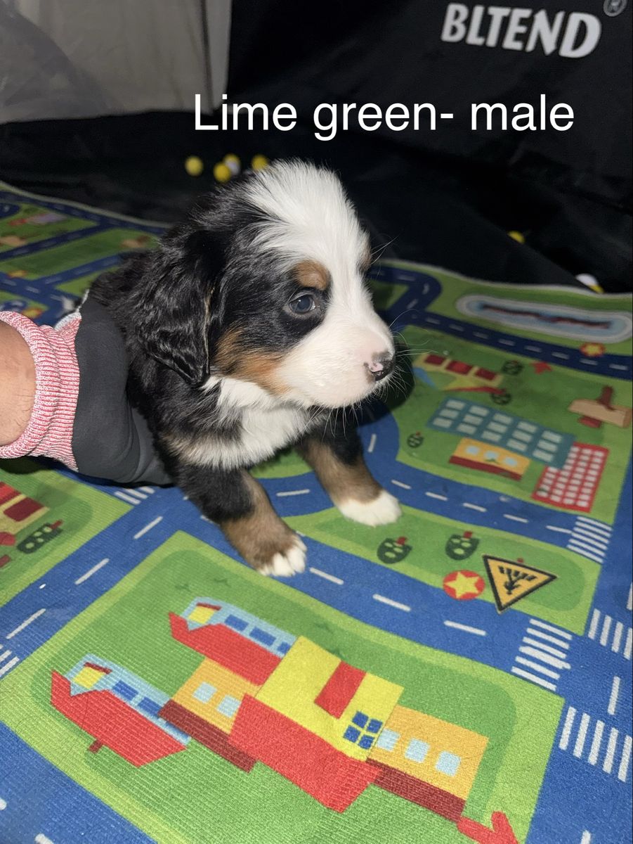 Bernese Mountain Dogs  Avail. 04/29