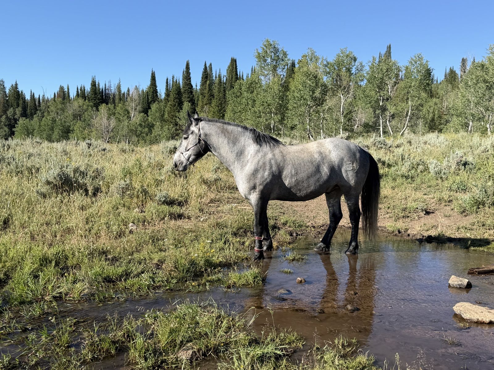 5 y/o Half Draft Gelding