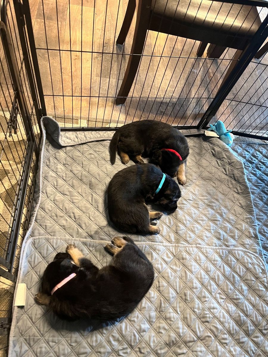 Purebred German Shepherd Puppies