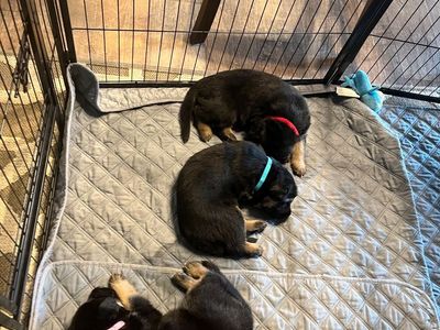 Purebred German Shepherd Puppies