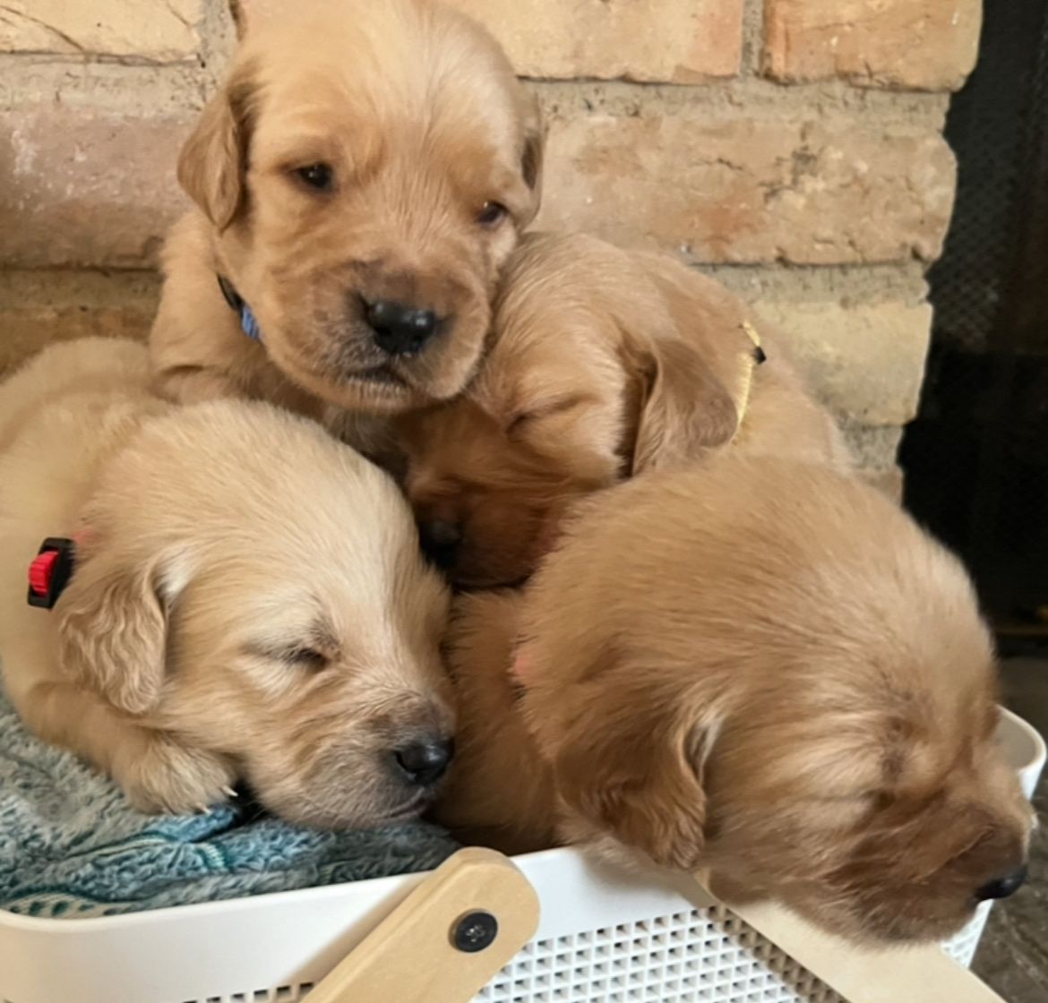 Golden Retrievers
