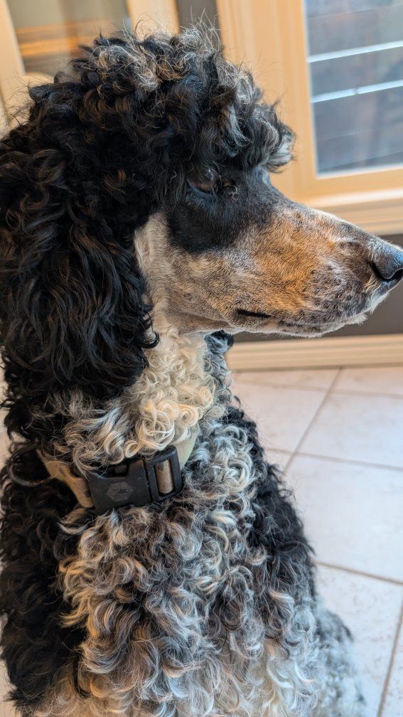 Planned Breeding this Fall, health tested parents grand champion sire standard poodles