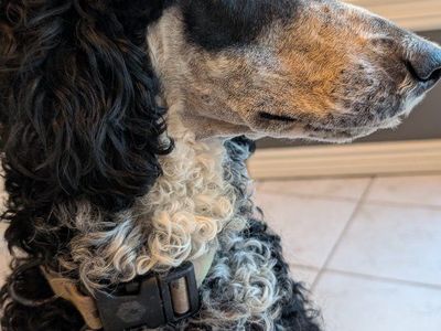 Planned Breeding this Fall, health tested parents grand champion sire standard poodles