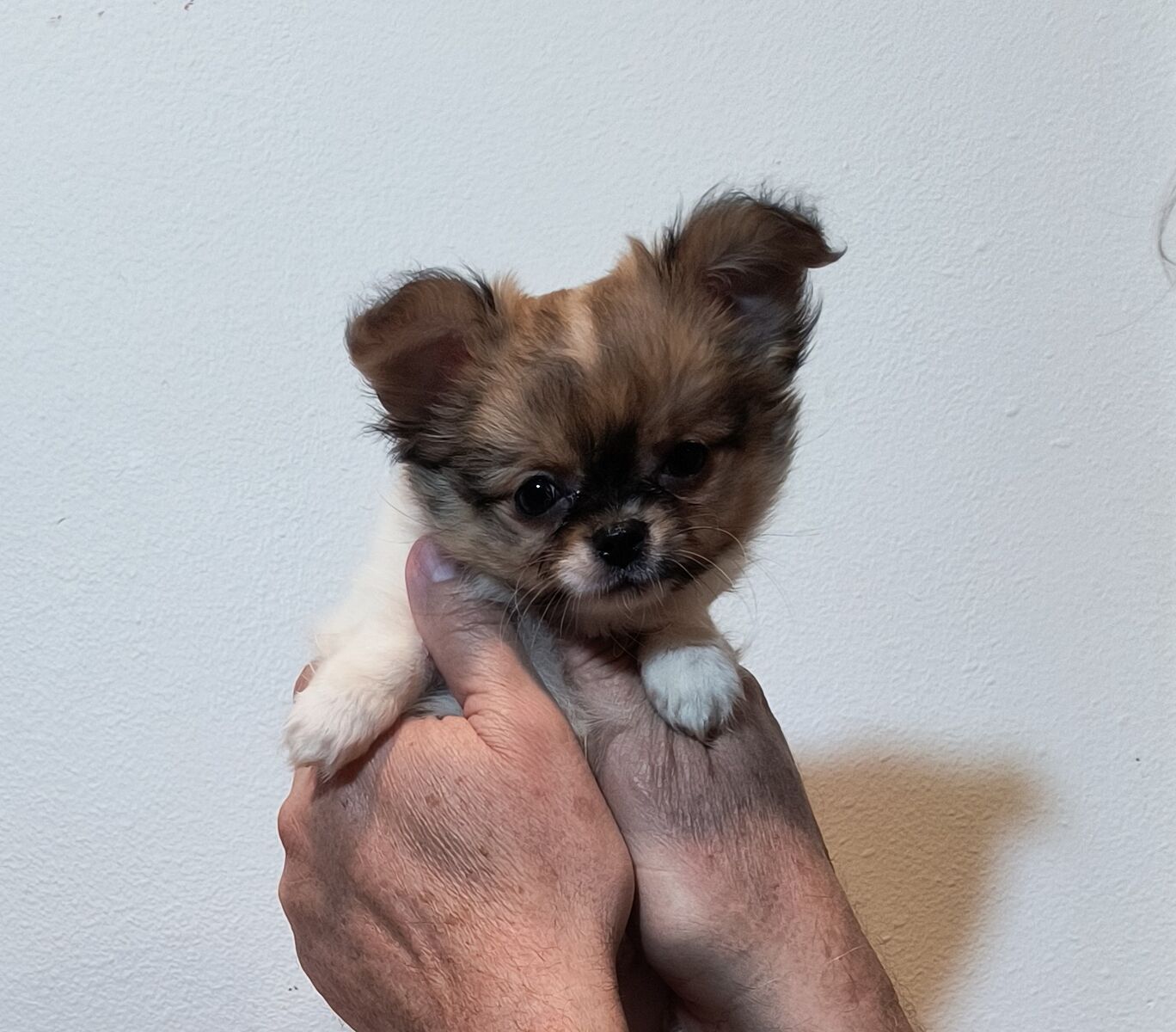 Tiny Long Coat Chihuahua Puppy Champion lines