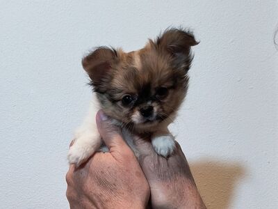 Tiny Long Coat Chihuahua Puppy Champion lines