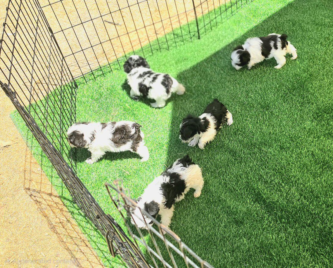AKC Toy Schnauzers