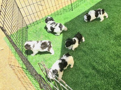 AKC Toy Schnauzers
