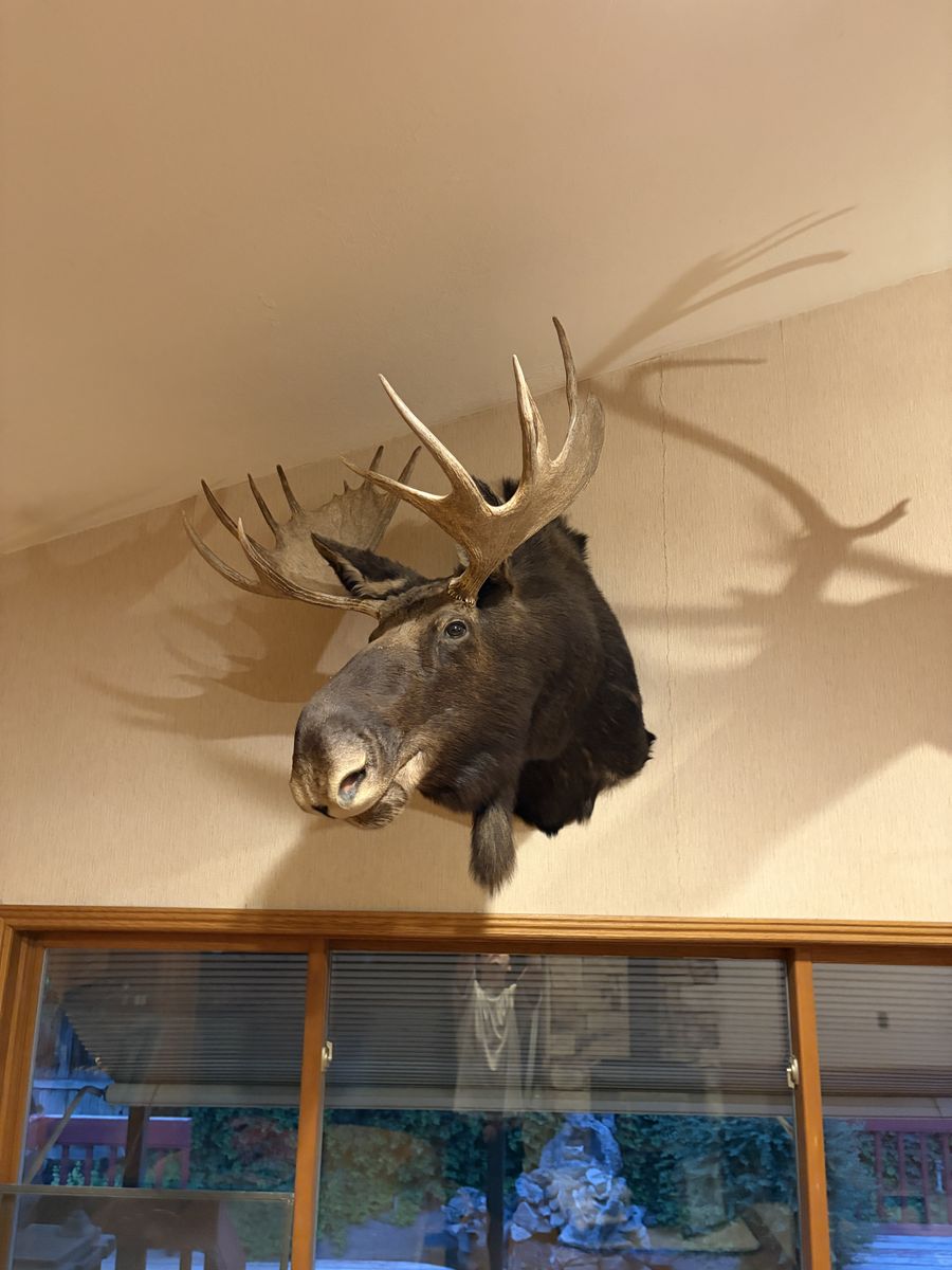 Large Moose Taxidermy Mount