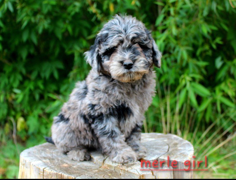 Multigenerational mini goldendoodle puppies *rare merle colors*