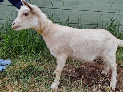 ADGA registerable Nigerian Dwarf doeling