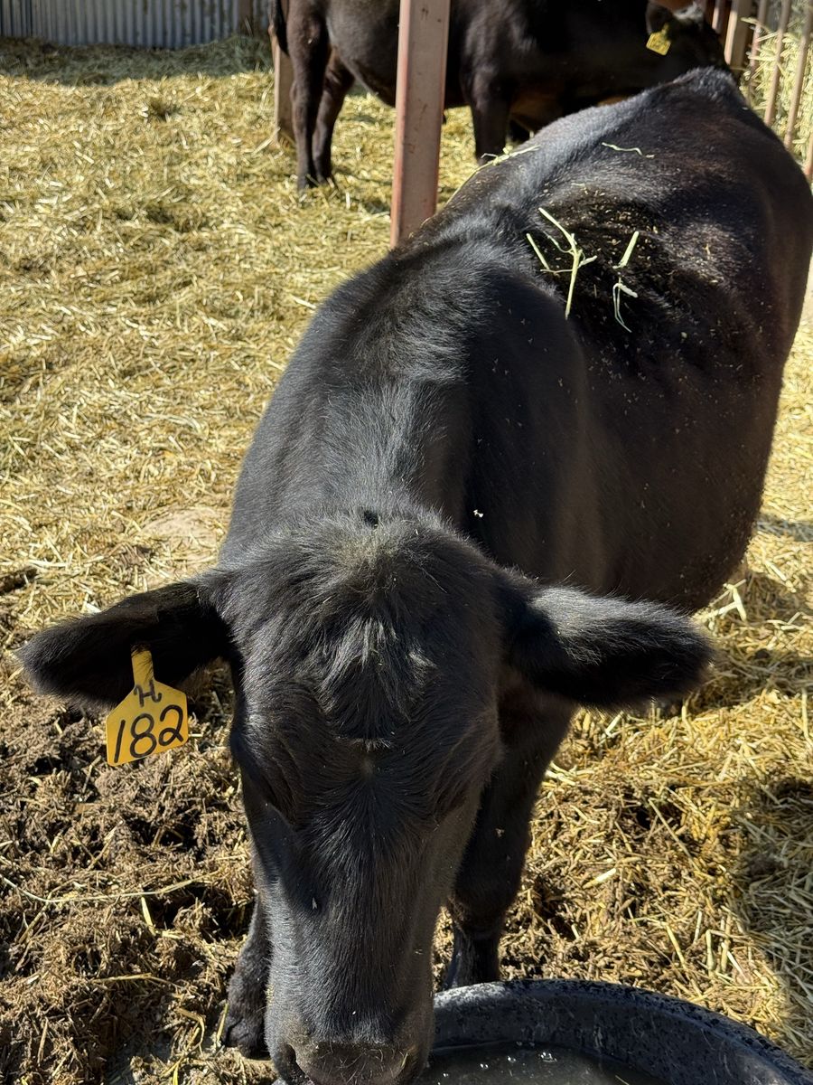 Black Angus steers - Healthy and Ready for New Home