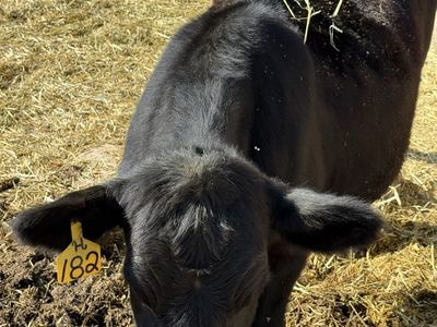 Black Angus steers - Healthy and Ready for New Home
