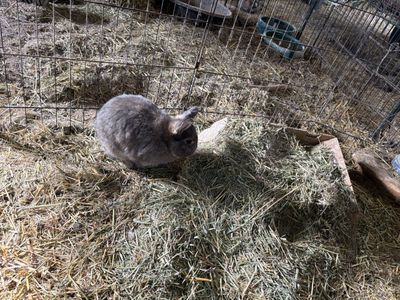 Male Holland Lop