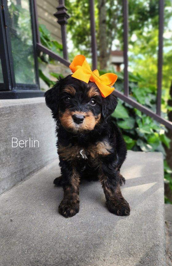 Mini Bernedoodle- Wavy Coat-Crate Trained