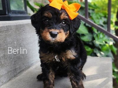 Mini Bernedoodle- Wavy Coat-Crate Trained