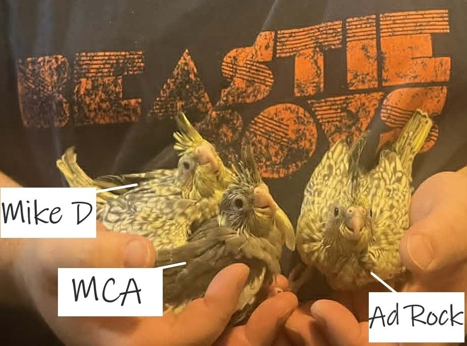 Baby Cockatiels