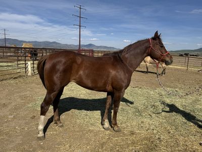 Sorrel Mare Ranch Horse (7 yrs)