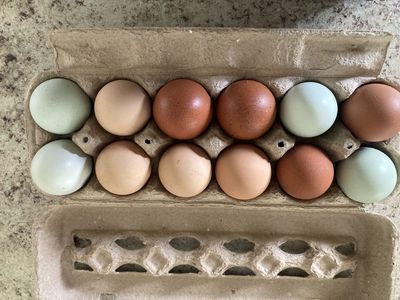 Fertile hatching eggs - Legbar, Welsummer