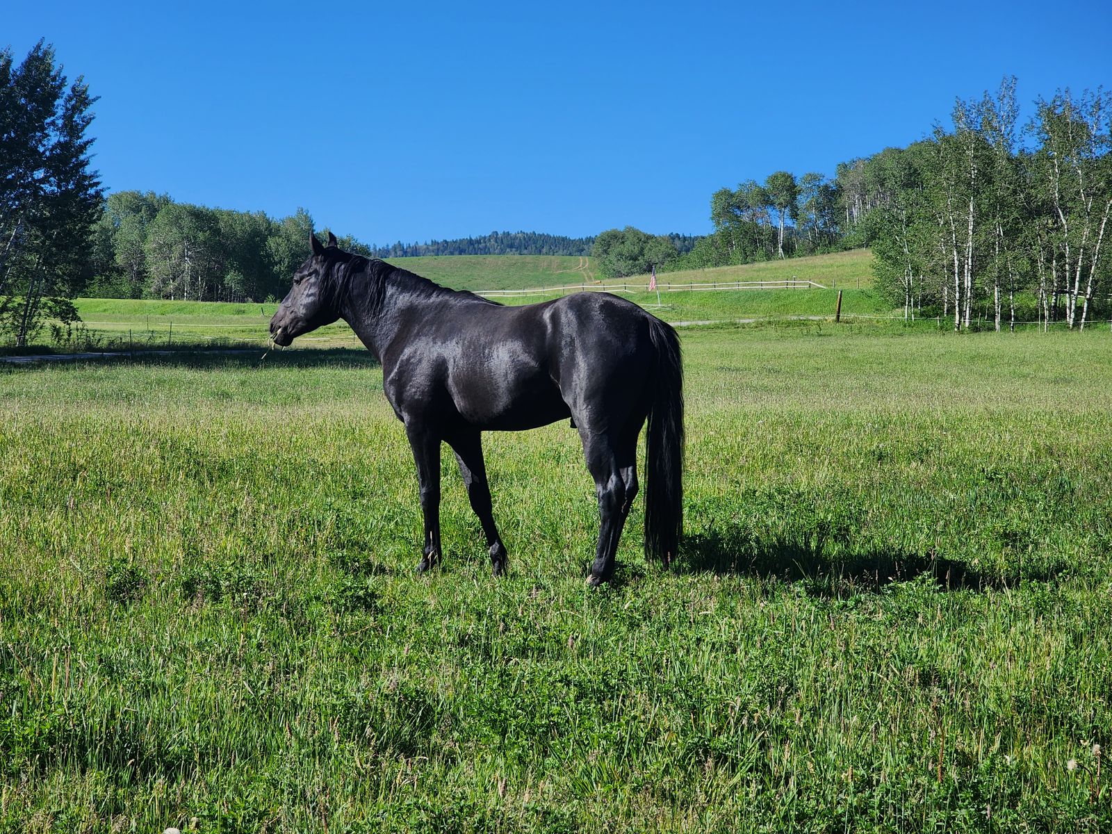 2023 fox trotter ( foxtrotter) stallion