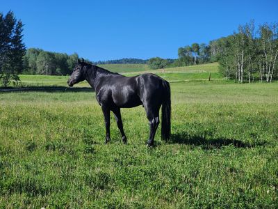 2023 fox trotter ( foxtrotter) stallion