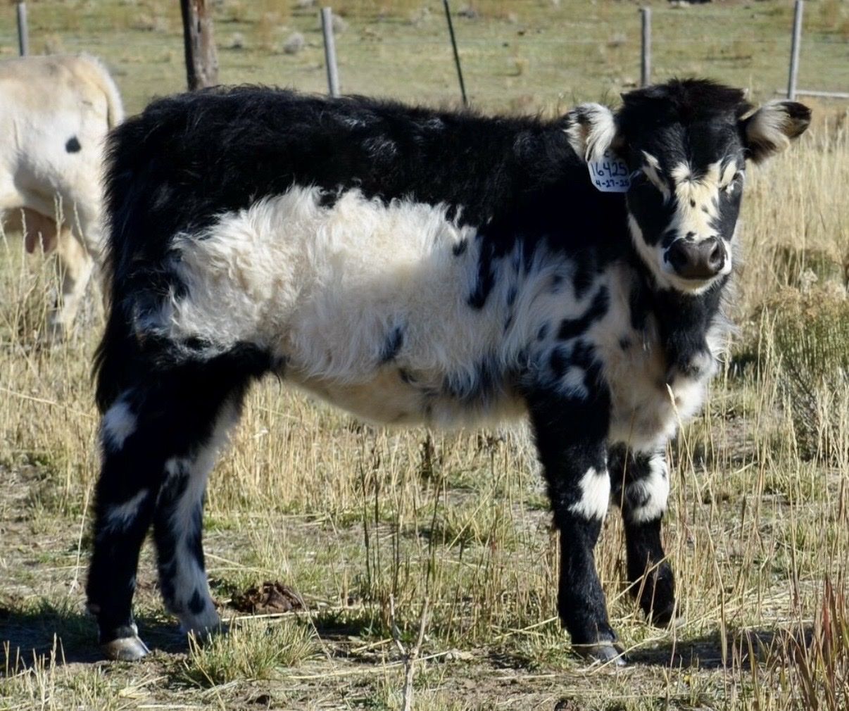 Highland, Texas Longhorn Mini Cow