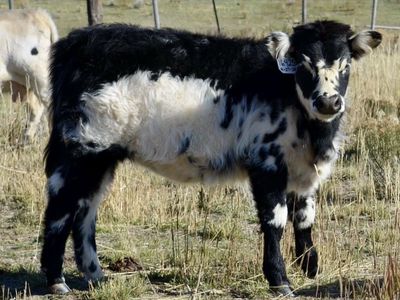 Highland, Texas Longhorn Mini Cow
