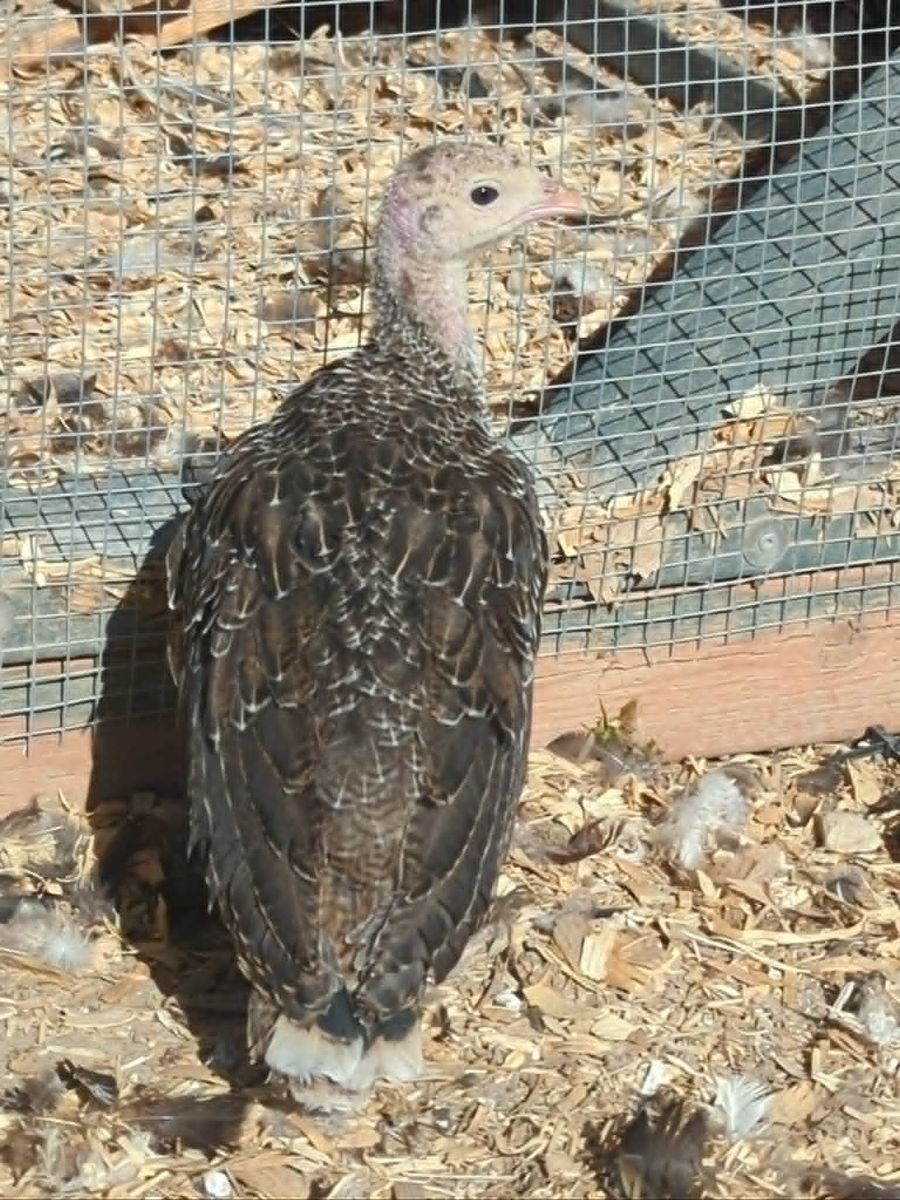 Main image 2