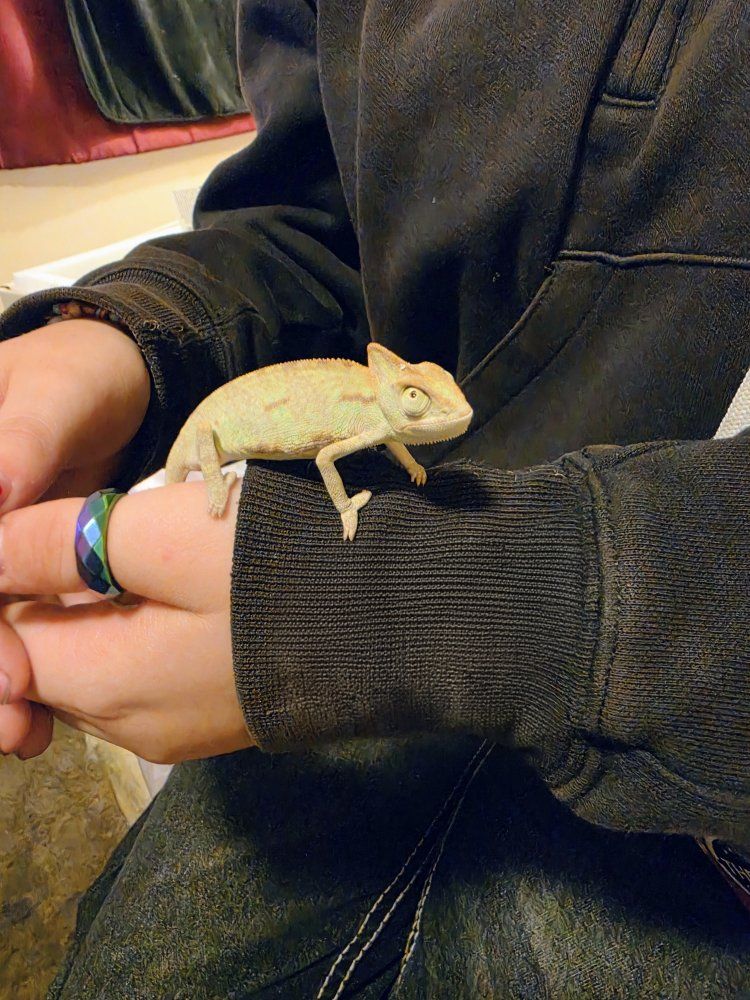 Baby Chameleon and enclosure