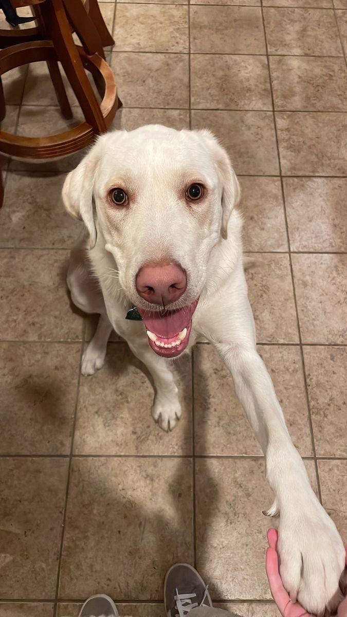 Wonderful Labrador Retriever needs to be rehomed